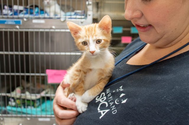 The cost to spay or neuter your pet at the Maryland SPCA runs from $50 to $100 per animal and includes surgery, rabies* and distemper vaccinations, and nail trimming.