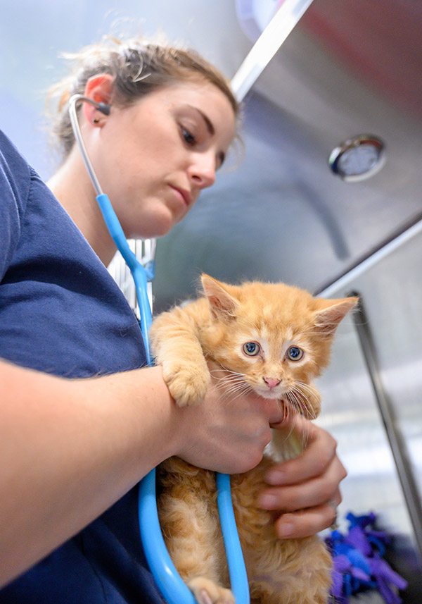 SPCA-2849HiRes