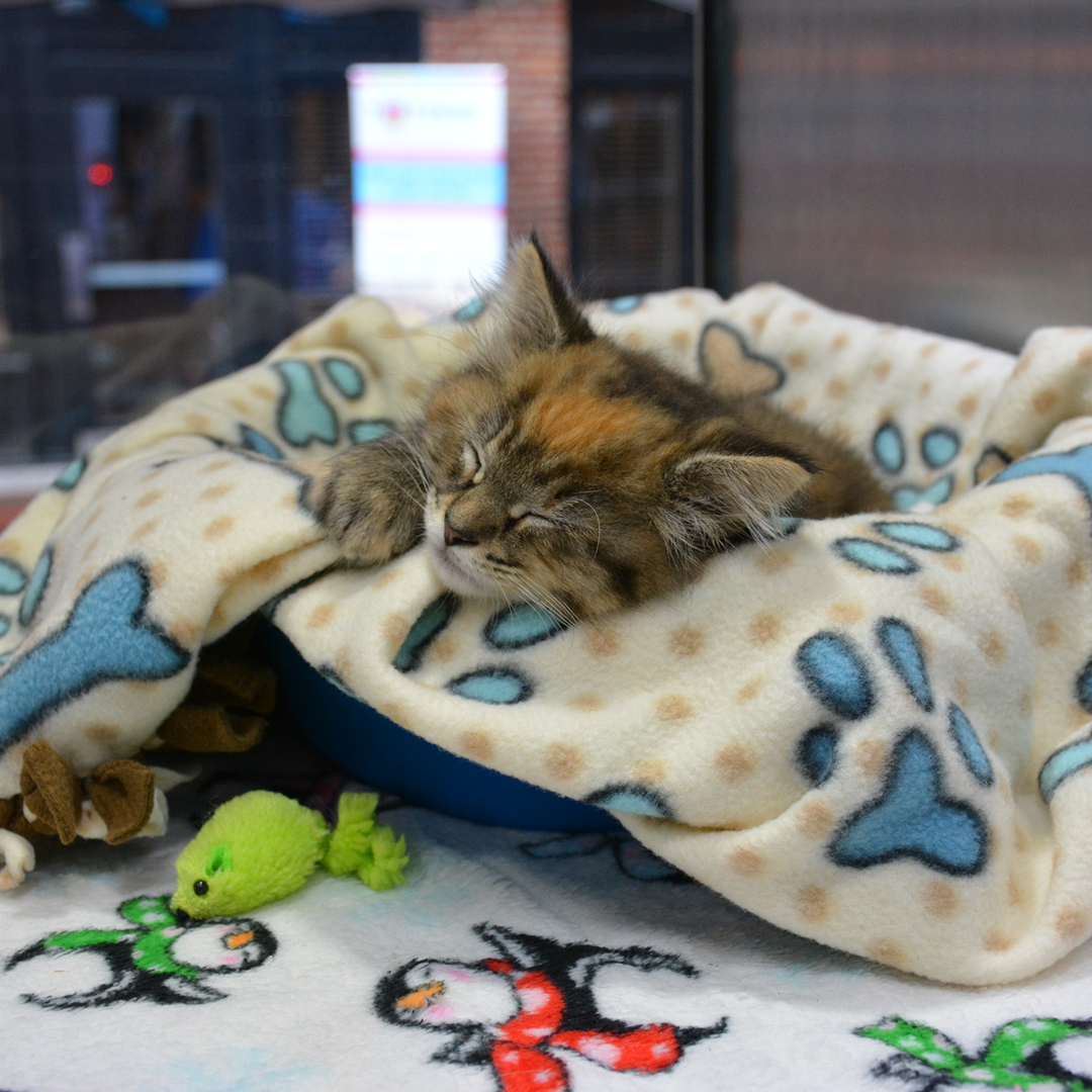 Adoptable kitten sleeps inside the Maryland SPCA's mobile adoption van