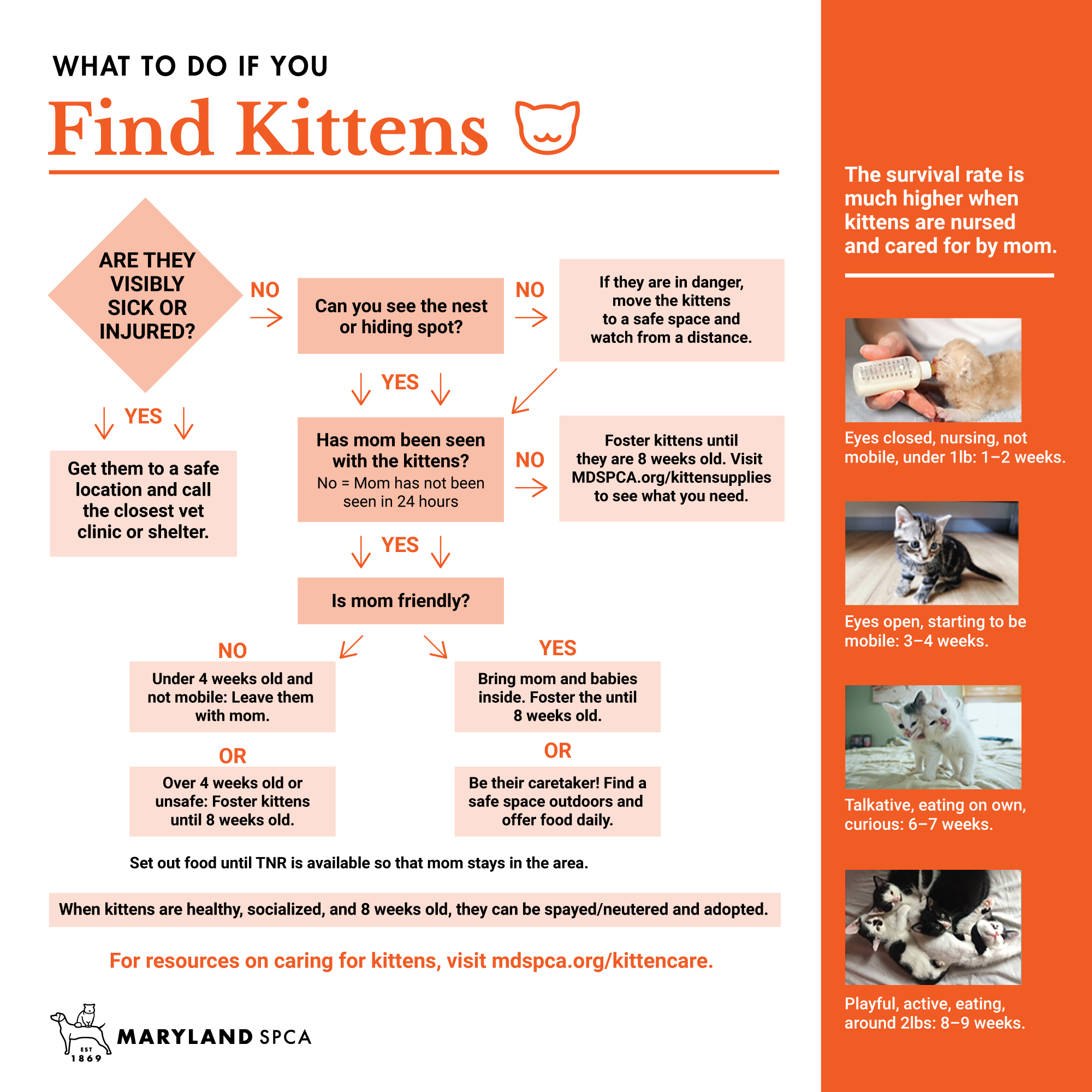 Richmond SPCA - An important part of monitoring our kittens' health is  weighing them every day. We are in need of more kitchen scales to send to  foster homes to help our