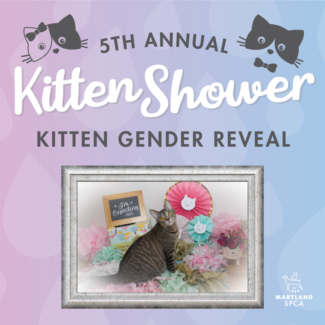 Maryland SPCA's 5th Annual Kitten Shower