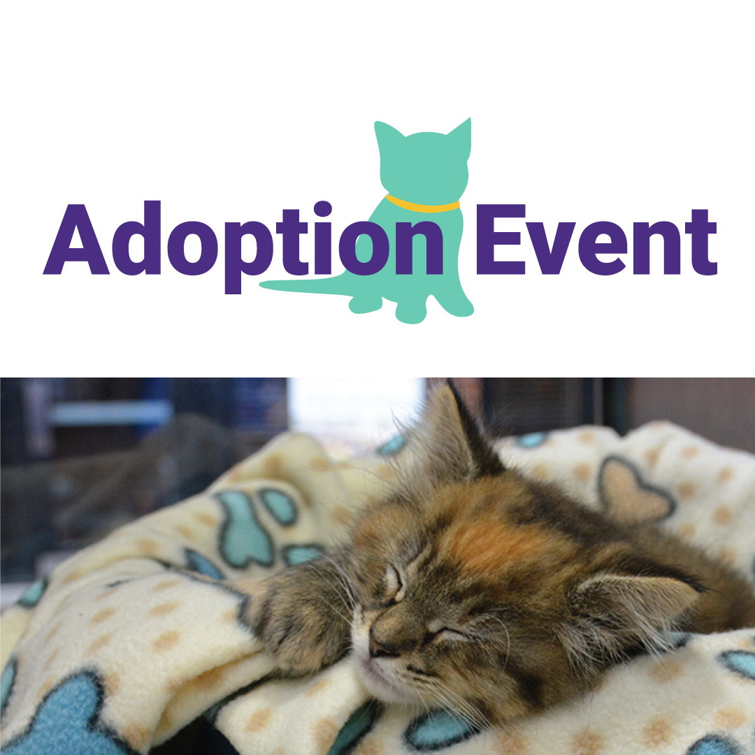 Maryland SPCA Kitten Adoption Event