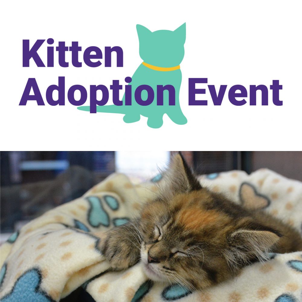 Kitten Adoption Event Maryland SPCA
