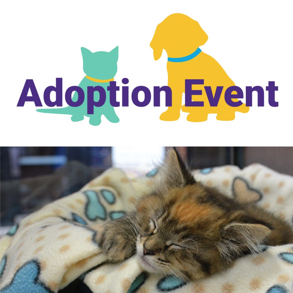 Maryland SPCA Kitten Adoption Event