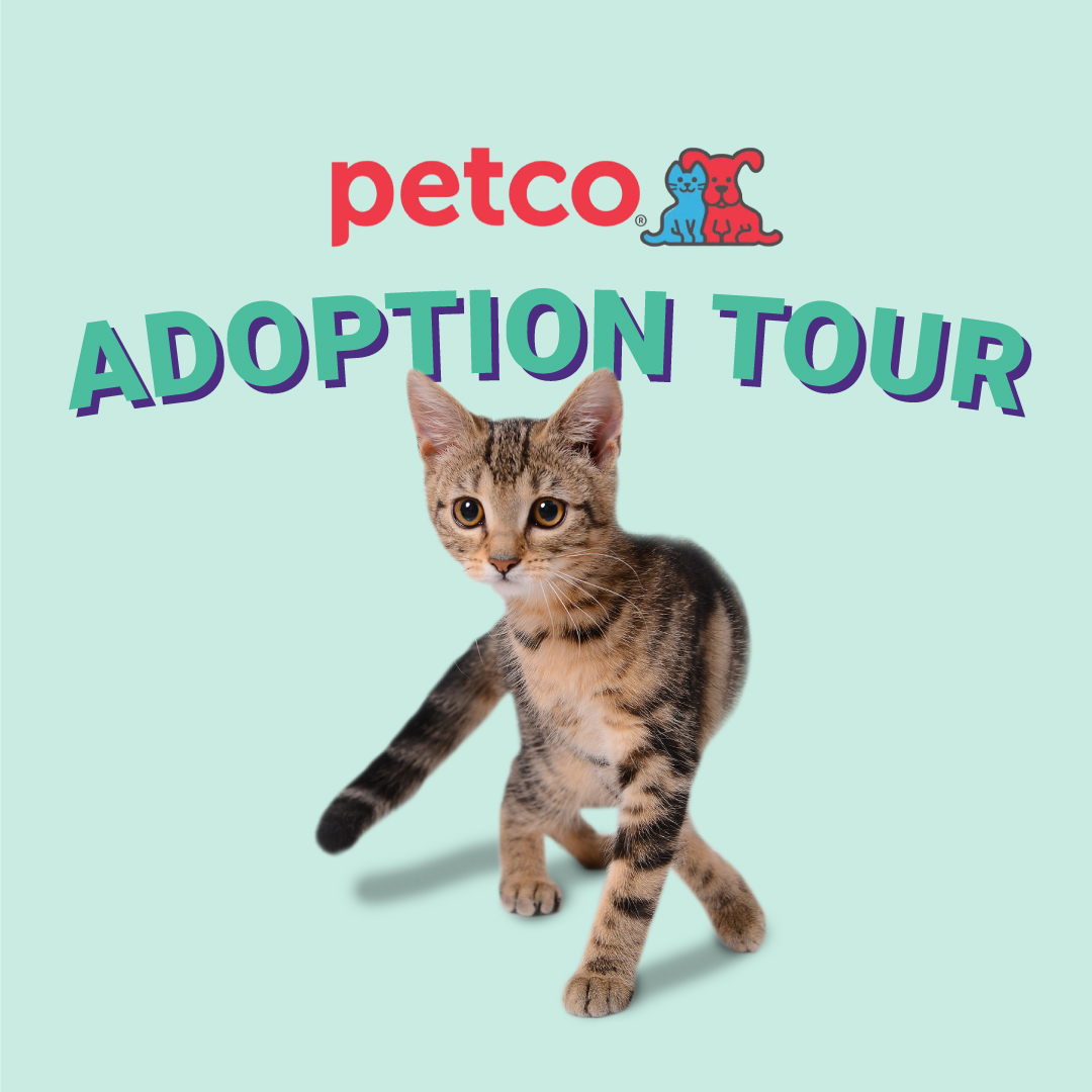Local Cat Adoption Events in Virginia Petco Stores