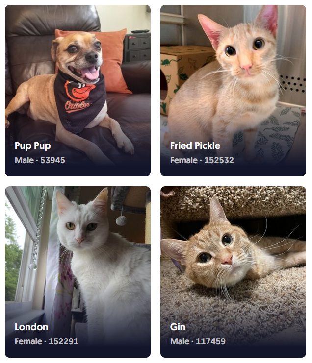 Visit the Maryland SPCA's adoption portal to view available pets.